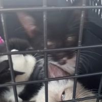 TimberTrails Low Cost Veterinary Services ico