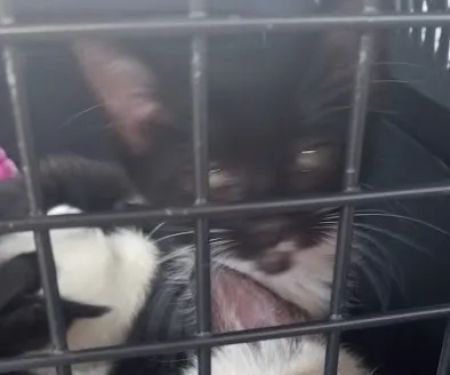 TimberTrails Low Cost Veterinary Services