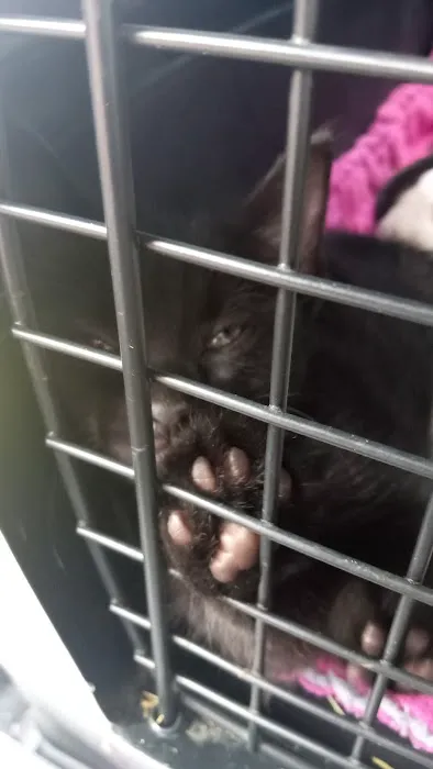 TimberTrails Low Cost Veterinary Services Picture 2