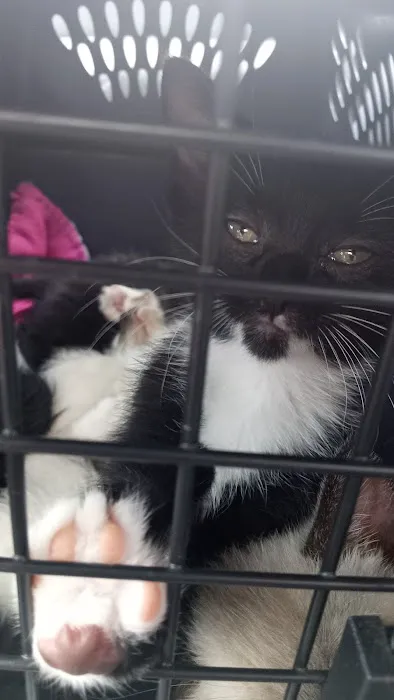 TimberTrails Low Cost Veterinary Services Picture 4