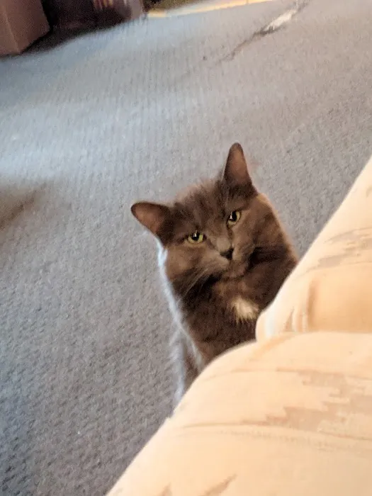 TimberTrails Low Cost Veterinary Services Picture 8