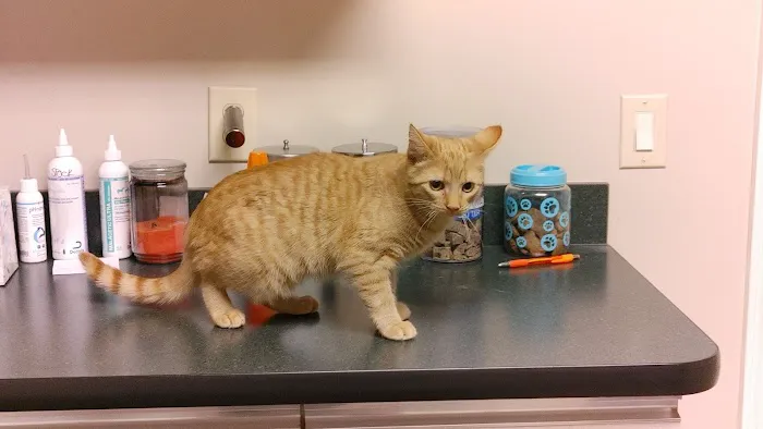 Central Hospital For Animals - Carbondale Picture 2