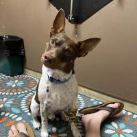 Central Hospital For Animals - Carbondale ico