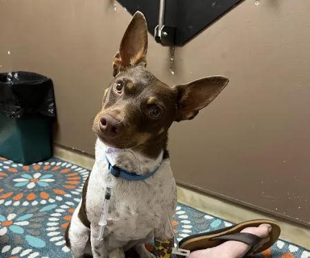 Central Hospital For Animals - Carbondale