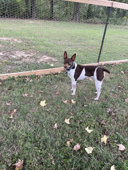 Central Hospital For Animals - Carbondale Picture 6