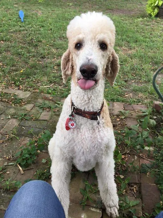 Central Hospital For Animals - Carbondale Picture 5