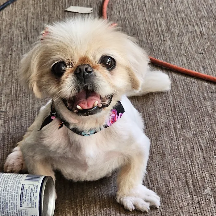 Central Hospital For Animals - Carbondale Picture 9