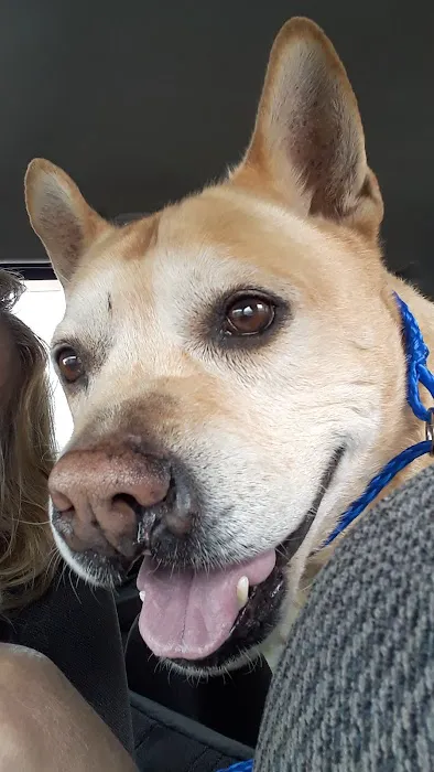 Chester Animal Hospital Picture 1