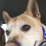 Chester Animal Hospital