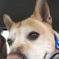 Chester Animal Hospital ico