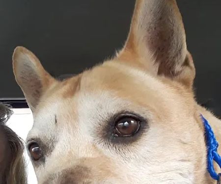 Chester Animal Hospital