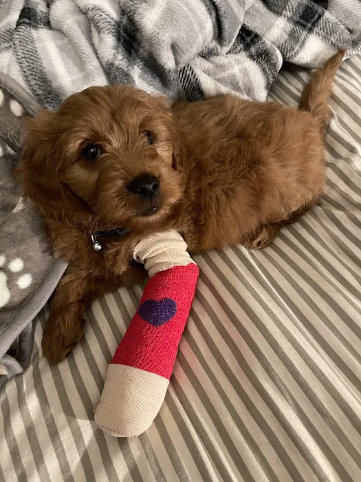 Chester Animal Hospital Picture 4