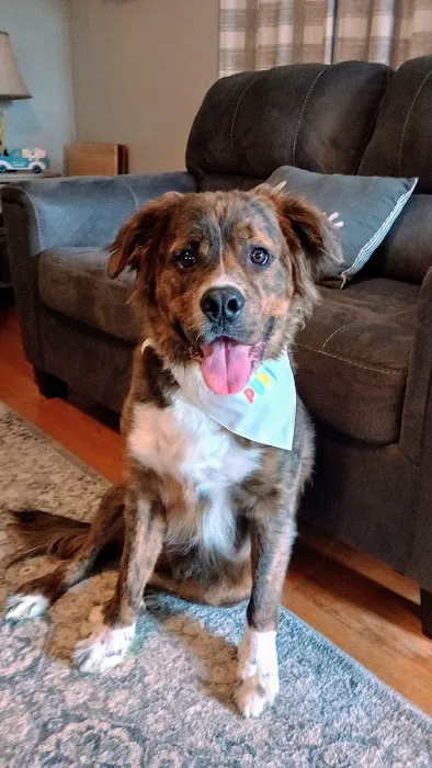 Chester Animal Hospital Picture 6