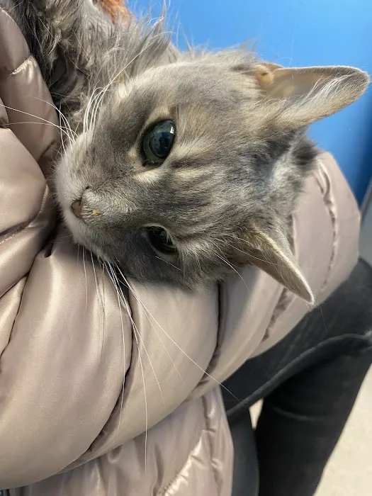 Chester Animal Hospital Picture 7