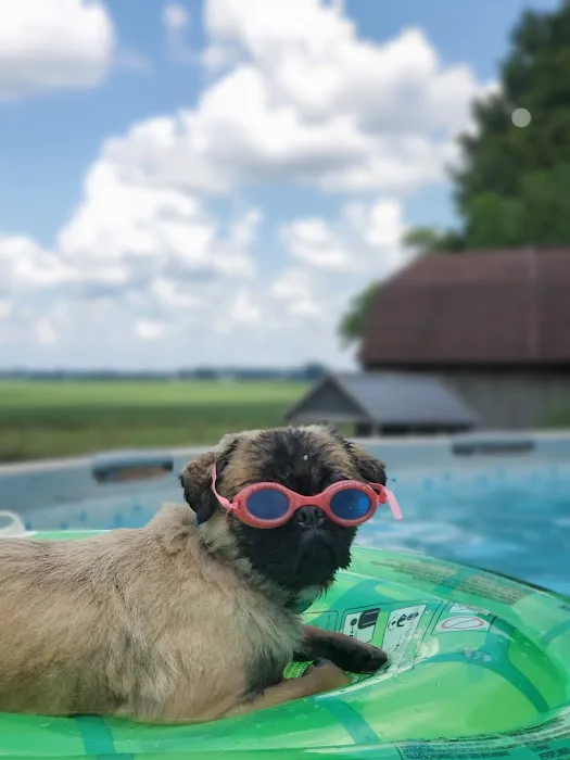 Chester Animal Hospital Picture 9