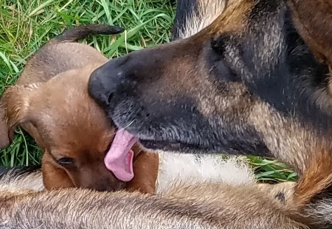 Red Bud Veterinary Service, PC Picture 5