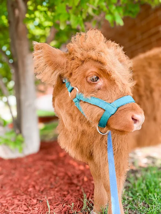 Riverstone Animal Hospital Picture 2