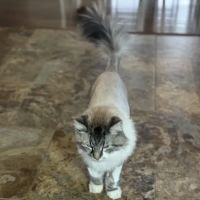 Mueller Veterinary Services ico