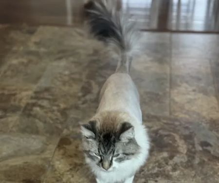 Mueller Veterinary Services