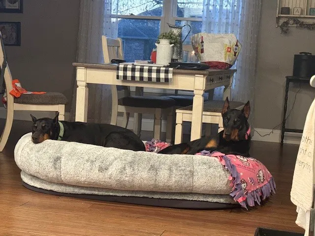 Mueller Veterinary Services Picture 3