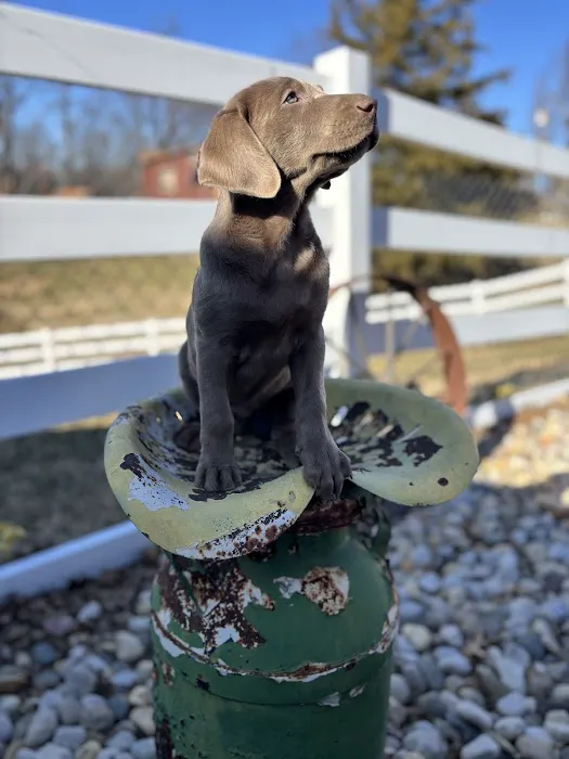 Mueller Veterinary Services Picture 8