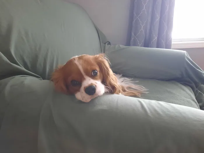 Mueller Veterinary Services Picture 6