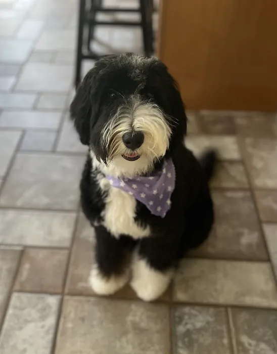 Mueller Veterinary Services Picture 7