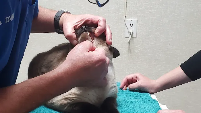 Columbia Animal Hospital Picture 2