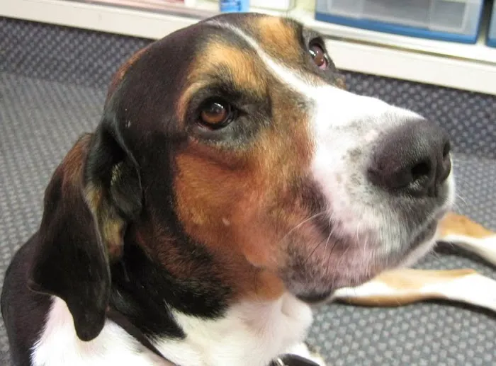 Columbia Animal Hospital Picture 3