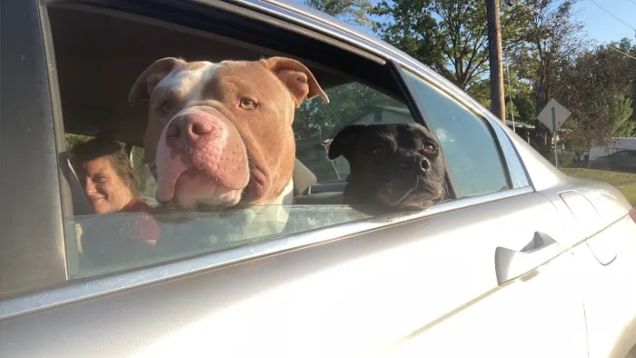 Columbia Animal Hospital Picture 1