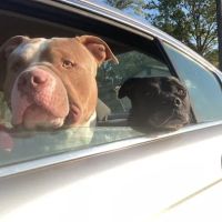 Columbia Animal Hospital ico