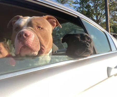 Columbia Animal Hospital