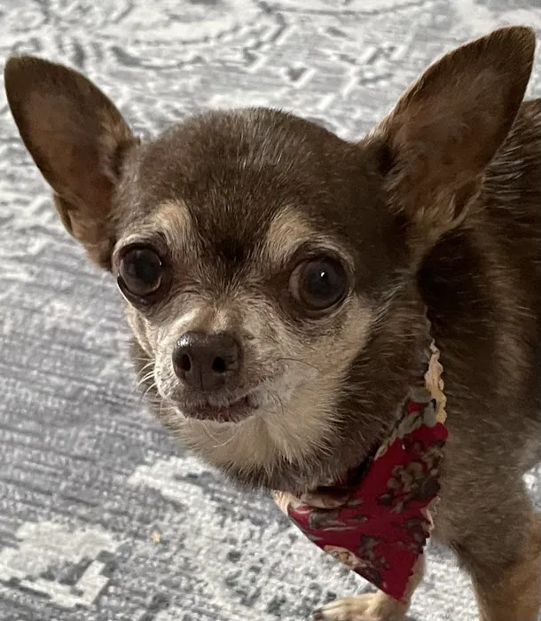 Bellson Animal Hospital Picture 4