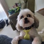 Bellson Animal Hospital