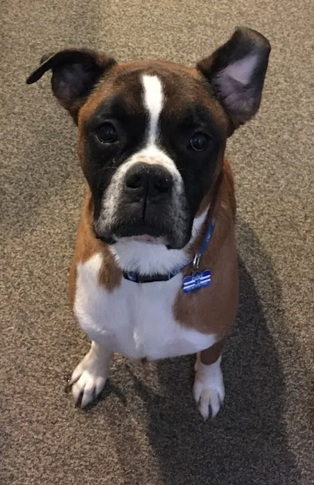 Bellson Animal Hospital Picture 3