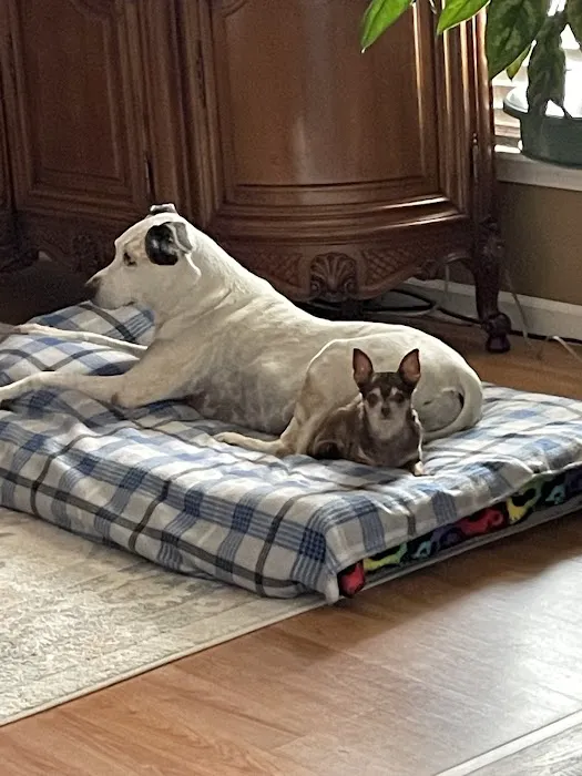 Bellson Animal Hospital Picture 2