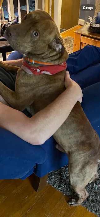 UrgentVet Picture 10