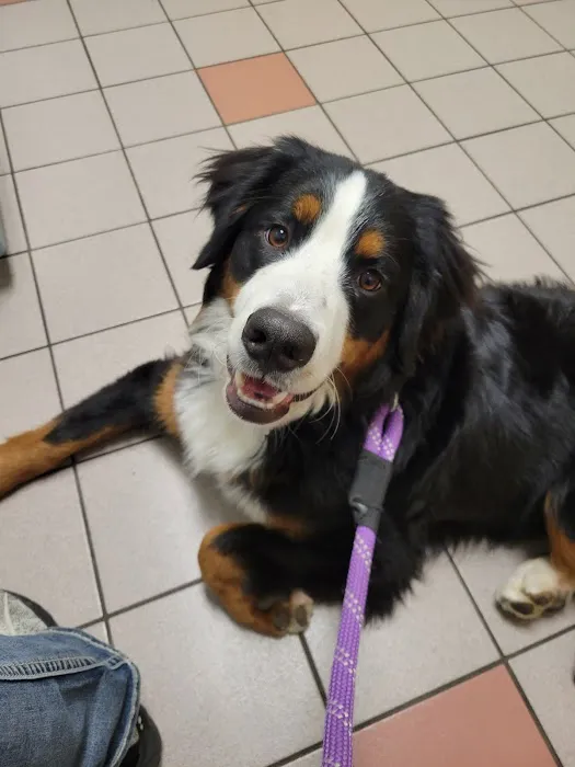 Binder Animal Hospital Picture 9