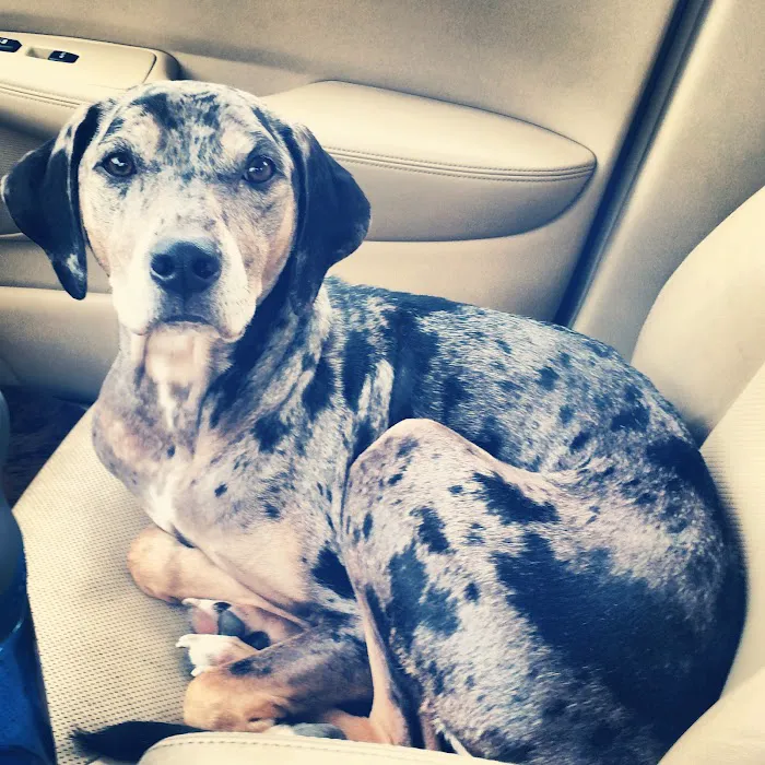 South County Veterinary Office Picture 4