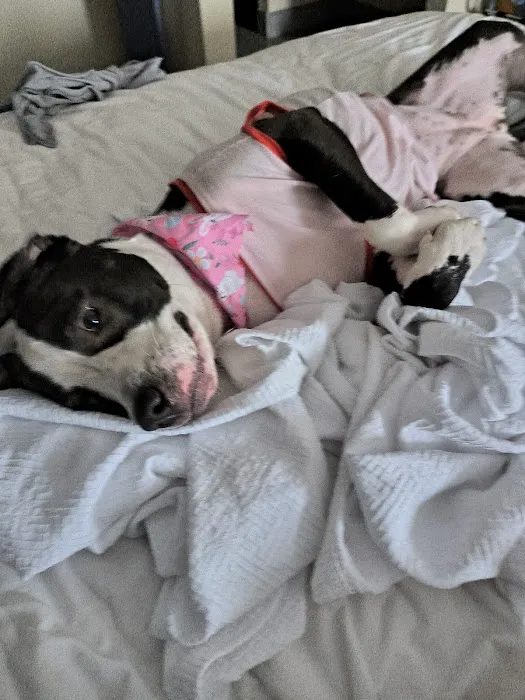 South County Veterinary Office Picture 9