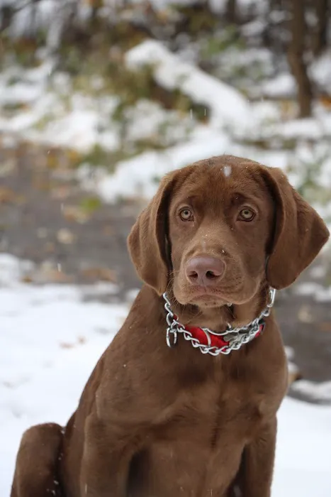 Yorkshire Animal Hospital Picture 5