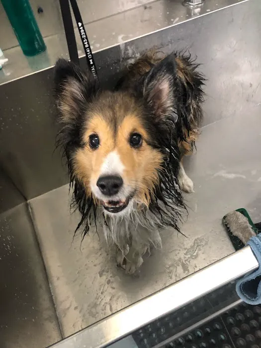 Yorkshire Animal Hospital Picture 10