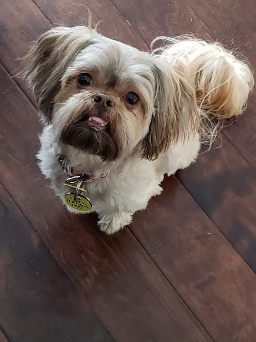 Animal Eye Associates Of St Louis- Kirkwood Picture 3