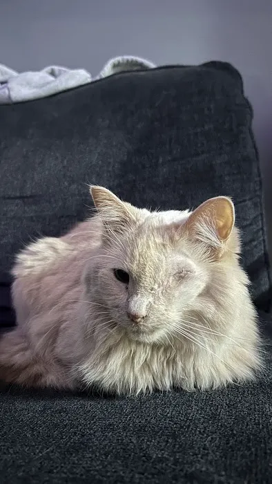 Animal Eye Associates Of St Louis- Kirkwood Picture 4