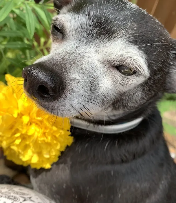 Animal Eye Associates Of St Louis- Kirkwood Picture 1