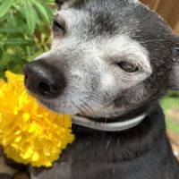 Animal Eye Associates Of St Louis- Kirkwood ico