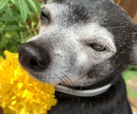 Animal Eye Associates Of St Louis- Kirkwood