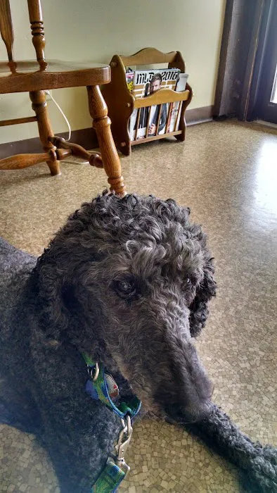 Animal Eye Associates Of St Louis- Kirkwood Picture 6