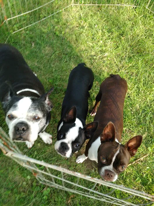 Animal Eye Associates Of St Louis- Kirkwood Picture 5