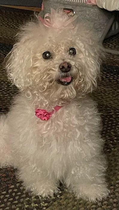 Animal Eye Associates Of St Louis- Kirkwood Picture 7